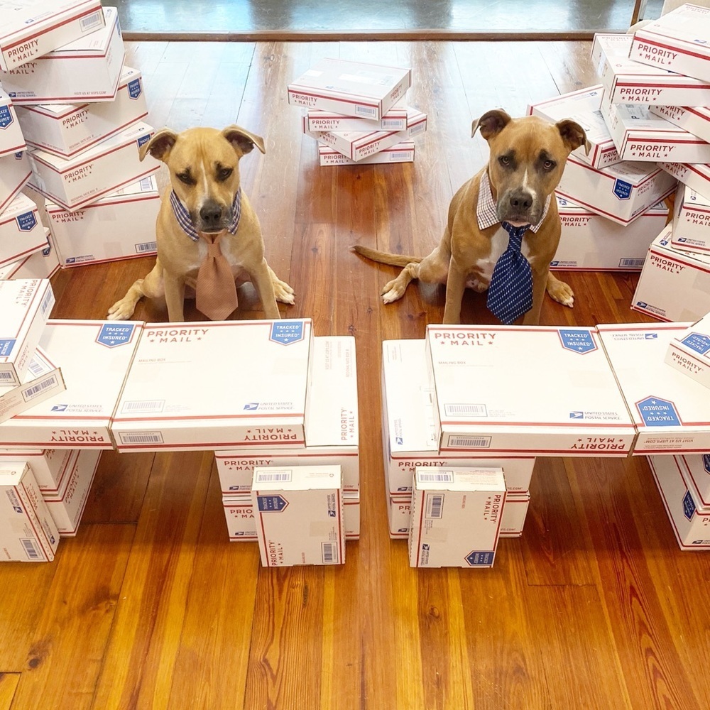 FOLLOW MY CUTE PAWSH ASSISTANTS! 🐶🐶🛍👑🐝 - Picture 10 of 16